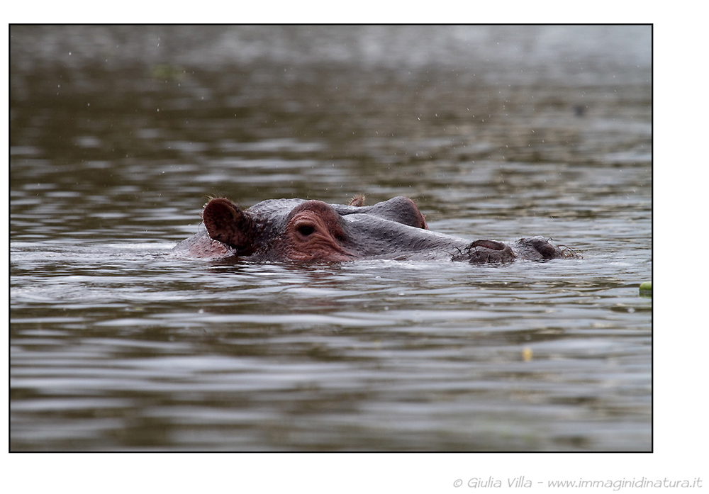 Ippopotamo - Hippopotamus amphibius